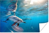 Affiche Dauphins à Spinner bec en eau claire - 60x40 cm