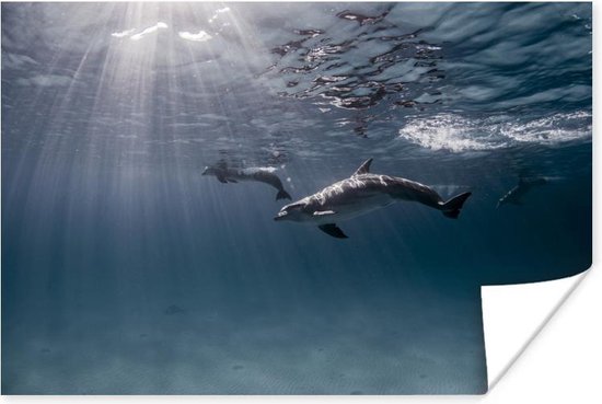 Affiche Photo sous-marine de dauphins - 30x20 cm