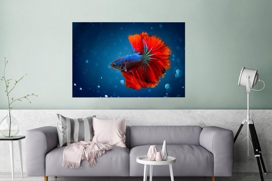 Poisson coloré nage calmement autour du papier affiche 120x80 cm - Tirage photo sur affiche (décoration murale salon / chambre) / Affiche Accents de couleur