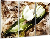 Glasschilderij Tulpen - Groen, Bruin, Wit - 120x80cm 3Luik - Foto Op Glas - Geen Acrylglas Schilderij - GroepArt 6000+ Glas Art Collectie - Maatwerk Mogelijk