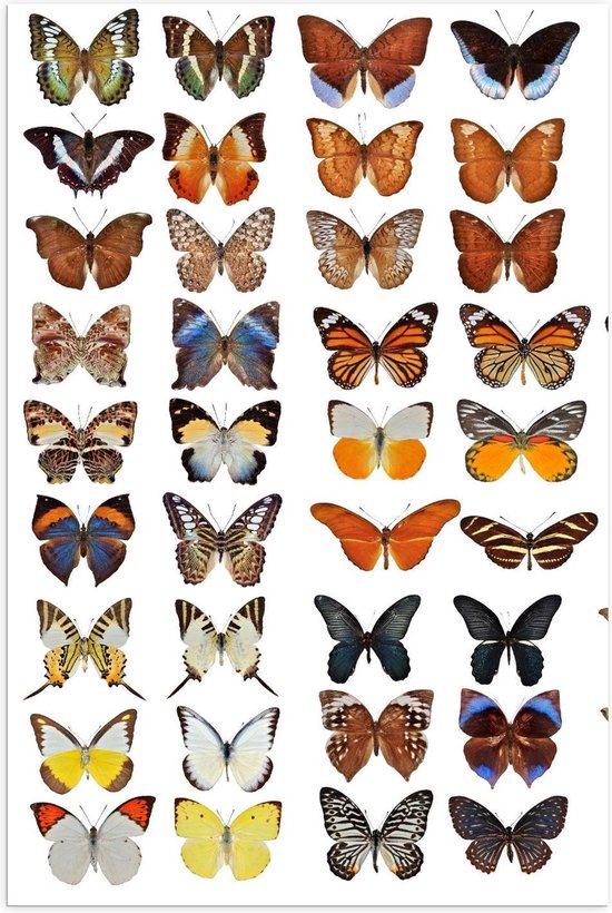 Poster – Collage van Verschillende Soorten Vlinders - 100x150cm Foto op Posterpapier