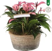 Anthurium Zizou in Parma Keramiek – ↨ 35cm – ⌀ 17cm