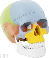 Physa Anatomisch model schedel - in kleur