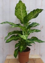 Decoratief Beeld - Kamerplant Dieffenbachia - Kunststof - Warentuin Natuurlijk - Groen