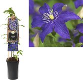 Klimplant Clematis Rhapsody 75 cm