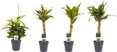 FloriaFor - Combi 1 X Dracaena Surculosa 1 X Dracaena Sandriana White 1 X Dracaena Sandriana Victory 1 X Dracaena Sandriana Gold Met Anna Grey - - ↨ 45cm - ⌀ 12cm