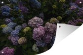 Muurdecoratie Bloeiende hortensia struiken in de tuin - 180x120 cm - Tuinposter - Tuindoek - Buitenposter