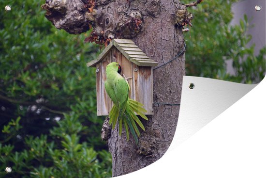 Foto: Tuinposters buiten een halsbandparkiet bij een vogelhuisje 90x60 cm tuindoek buitenposter