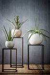 Zwarte metalen plantenstandaards met diverse planten in potten.