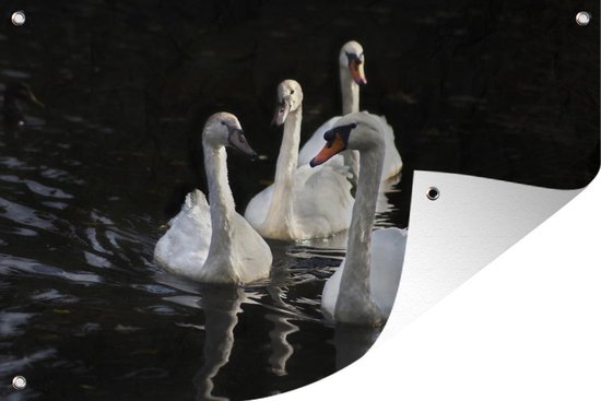 Poster Jardin Quatre petits cygnes dans l'eau sombre 90x60 cm - Toile de jardin / Toile d'extérieur / Peintures d'extérieur (décoration de jardin)