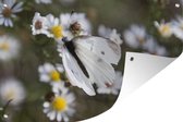 Tuinposter - Tuindoek - Tuinposters buiten - Koolwitje vlinder met madeliefjes - 120x80 cm - Tuin