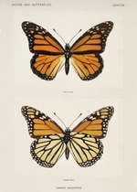 Poster Vlinders Vintage - Butterflies Art Print Dieren - Large 70x50