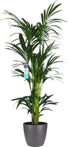 Hellogreen Kamerplant - XL Kentia Palm - 160 cm - ELHO Brussels antraciet