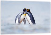 Tuinposter – Knuffelende Pinguïns  - 120x80cm Foto op Tuinposter  (wanddecoratie voor buiten en binnen)