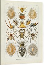 Epeira - Arachnida (Kunstformen der Natur), Ernst Haeckel - Foto op Canvas - 45 x 60 cm