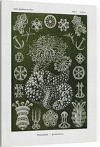 Sporadipus - Thuroidea (Kunstformen der Natur), Ernst Haeckel - Foto op Canvas - 75 x 100 cm