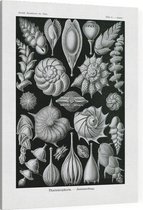 Lagena - Thalamophora (Kunstformen der Natur), Ernst Haeckel - Foto op Canvas - 75 x 100 cm