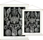 Lepas - Cirripedia (Kunstformen der Natur), Ernst Haeckel - Foto op Textielposter - 60 x 80 cm