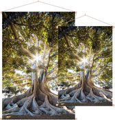 Prachtige boom in het zonlicht,  - Foto op Textielposter - 120 x 180 cm