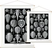 Limulus - Aspidonia (Kunstformen der Natur), Ernst Haeckel - Foto op Textielposter - 90 x 120 cm