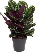 Kamerplant van Botanicly – Marantaceae – Hoogte: 80 cm – Calathea Medaillon