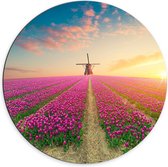 Dibond Wandcirkel - Molen in Tulpenveld - 70x70cm Foto op Aluminium Wandcirkel (met ophangsysteem)