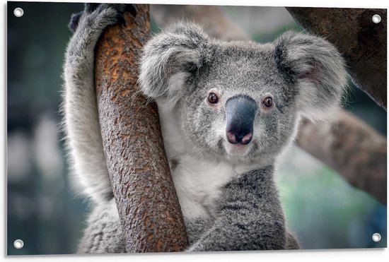 Tuinposter – Koala Hangend aan Boom - 90x60cm Foto op Tuinposter  (wanddecoratie voor buiten en binnen)