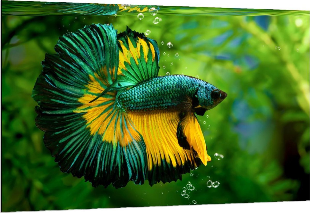 Dibond - Groen/Gele Vis in Aquarium - 150x100cm Foto op Aluminium (Wanddecoratie van metaal)