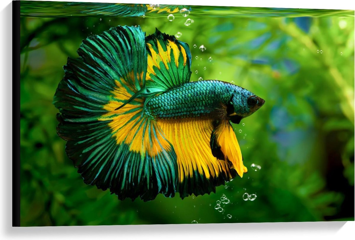 Canvas - Groen/Gele Vis in Aquarium - 90x60cm Foto op Canvas Schilderij (Wanddecoratie op Canvas)