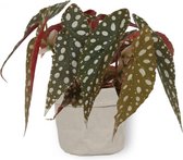 Kamerplant Begonia Maculata – Stippenbegonia - ± 20cm hoogte – 12 cm diameter - in grijze sierzak