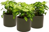 Kamerplanten van Botanicly – 3 × Syngonium Pixi in grijs keramiek pot als set – Hoogte: 25 cm