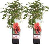 Fruitgewassen van Botanicly – 2 × Rode Bes – Hoogte: 55 cm – Ribes rubrum Jonkheer van Tets