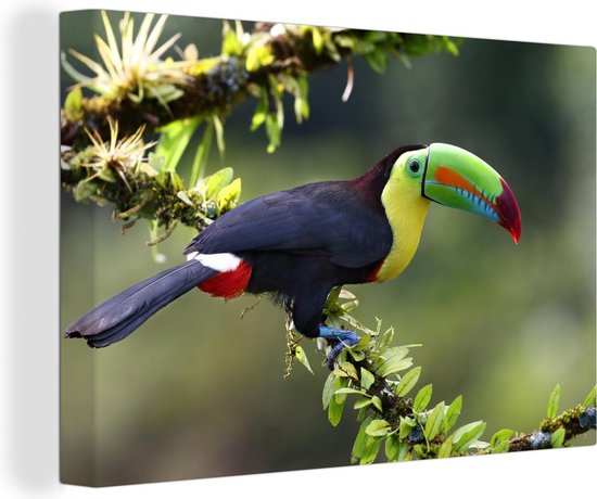 Tableau sur toile Un toucan sur une brindille fleurie - 150x100 cm - Décoration murale