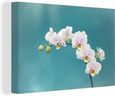 Les orchidées blanches sur fond bleu toile 30x20 cm - petit - Tirage photo sur toile (Décoration murale salon / chambre) / Peintures Fleurs sur toile