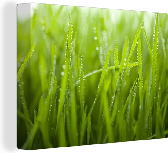 Canvas Schilderij Vroege dauwdruppels op gras - 40x30 cm - Wanddecoratie