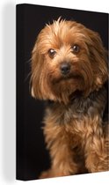 Portrait Photo d'une Toile Yorkshire Terrier Brun Doré 80x120 cm - Tirage Photo sur Toile Peinture (Décoration murale / Chambre) / Peintures Sur Toile Animaux domestiques