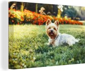 Canvas Schilderij Schattige Yorkshire Terrier ligt lekker in het groene gras - 120x80 cm - Wanddecoratie