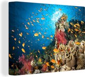 Récif de corail coloré entouré de poissons Toile 80x60 cm - Tirage photo sur toile (Décoration murale salon / chambre)