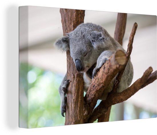 Canvas Schilderij Koala - Tak - Grijs - 60x40 cm - Wanddecoratie