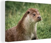 Toile de loutre dans l'herbe 2cm 180x120 cm - Tirage photo sur toile (Décoration murale salon / chambre) / Animaux sauvages Peintures sur toile XXL / Groot format!