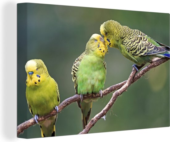 Peinture sur toile 150x100 cm - Décoration murale Trois perruches sur une branche - Décoration murale murale salon - Décoration chambre - Accessoires de chambre - Peintures