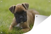 Tuindecoratie Boxer puppy ligt in het groene gras - 60x40 cm - Tuinposter - Tuindoek - Buitenposter