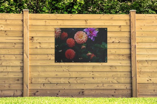 Dahlias avec différentes couleurs d'affiche de jardin en vrac