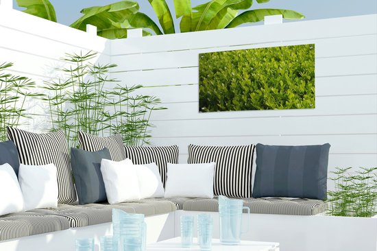 Close up of the Buxus Garden Poster 60x30 cm - petit - Toile de jardin / Toile d'extérieur / Peintures d'extérieur (décoration de jardin)