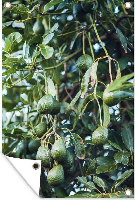 Foto: Tuindecoratie avocado s aan de boom 40x60 cm tuinposter tuindoek buitenposter