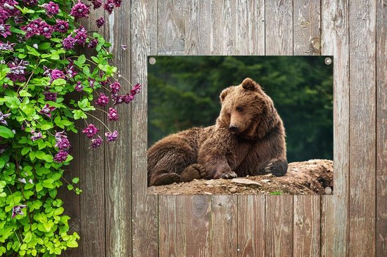Une femelle Grizzly garde son jeune affiche de jardin 80x60 cm - Toile de  jardin /