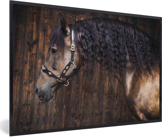 Cheval andalou devant un cadre photo fond en bois noir sans passe partout