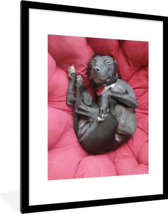 Fotolijst incl. Poster - Pitbull in een rode loungestoel - 60x80 cm - Posterlijst