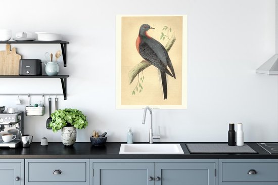 Affiche ancienne pigeon imprimé oiseau 60x80 cm - Tirage photo sur affiche (décoration murale salon / chambre)