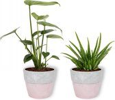 Set van 2 Kamerplanten - Monstera Deliciosa & Aloë Vera Clumb - ±  30cm hoog - 12cm diameter - in betonnen roze pot